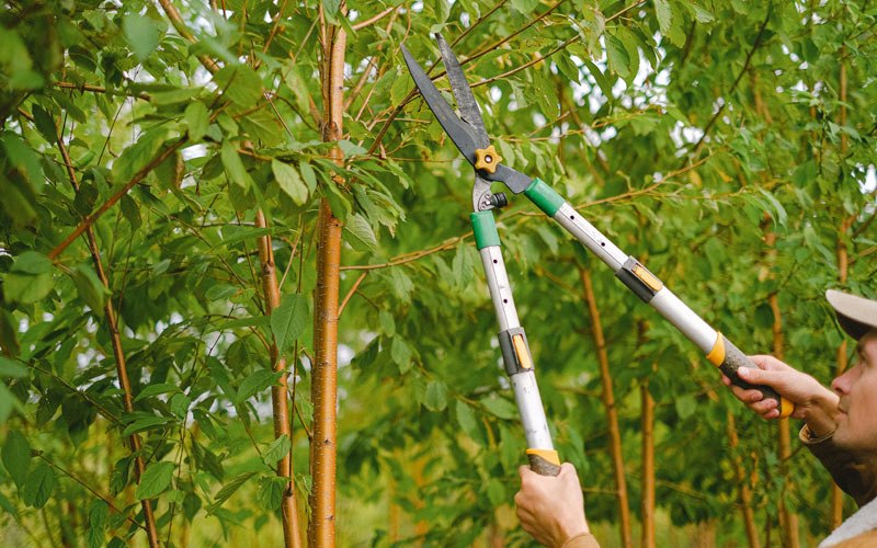 Tree trimming in Hidden Valley, PA