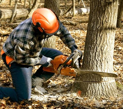 Tree Removal in Hidden Valley, PA
